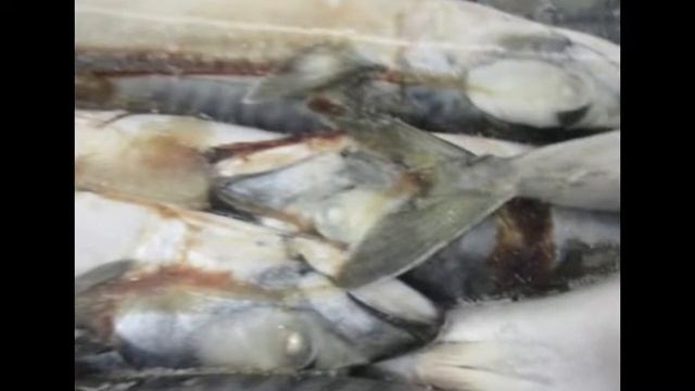 Скумбрия Фарерские острова смотреть онлайн