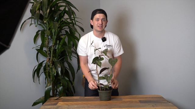 Piper Crocatum Care Guide