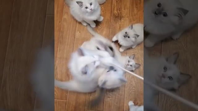 Котята рэгдолл!❤️❤️❤️ Кто сказал, что рэгдоллы не умеют прыгать? ??? смотреть онлайн
