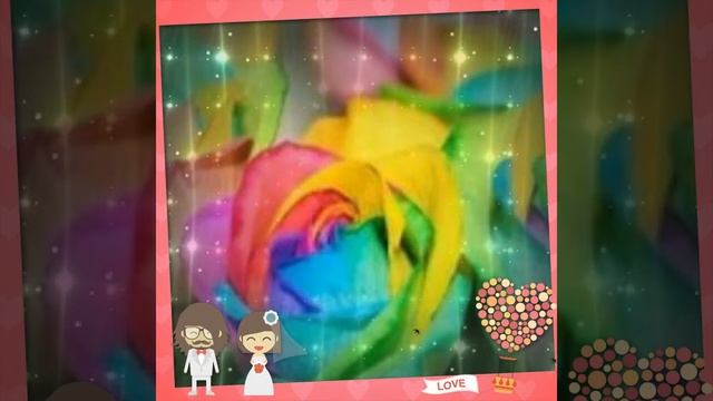 Все виды роз смотреть онлайн