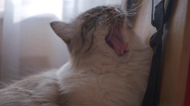 кот зевает SLOW-MO смотреть онлайн