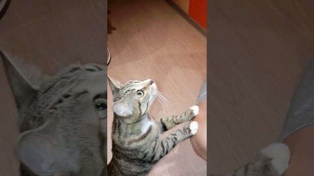 Кошка и колбаса. Слабонервным не смотреть. смотреть онлайн