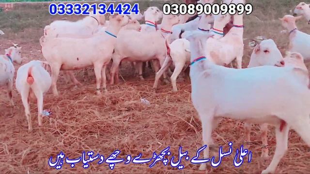 Hi Class Russian Teddy Goats | 3- 3 Bachay Daney Wali Bakriyan | Pregnant Goats ? Qurbani 2023 смотреть онлайн