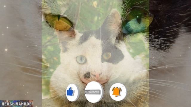 Забавная Кошачья Особенность: Почему у Кошек Бывают Глаза Разного Цвета ¤ НЕОБЫЧАЙНОЕ смотреть онлайн