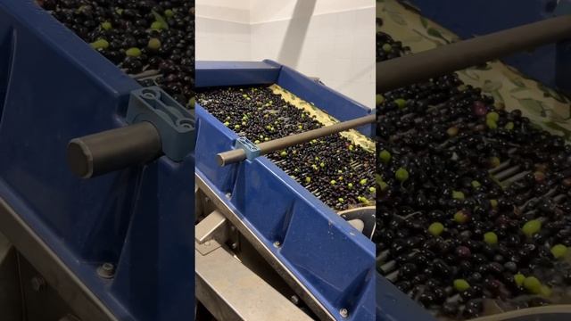 Как производят оливковое масло в Италии ????? #italy #русскиевиталии #италиясегодня смотреть онлайн