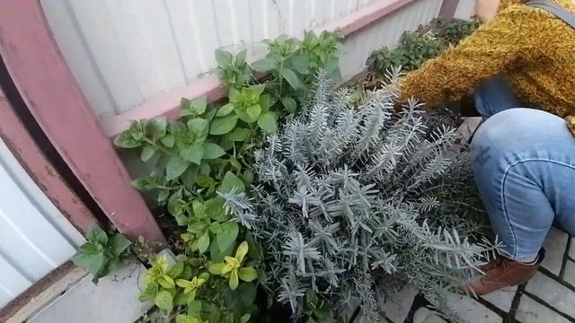 Лаванда. Уход после цветения и обрезка осенью. смотреть онлайн