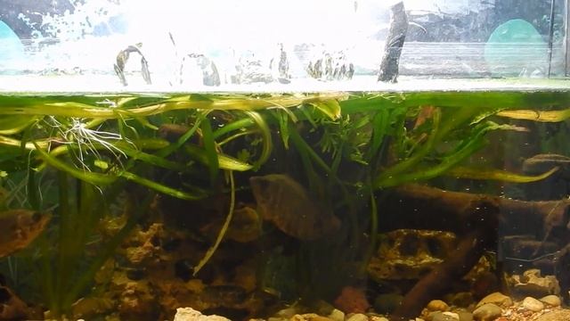 Три леопарда.