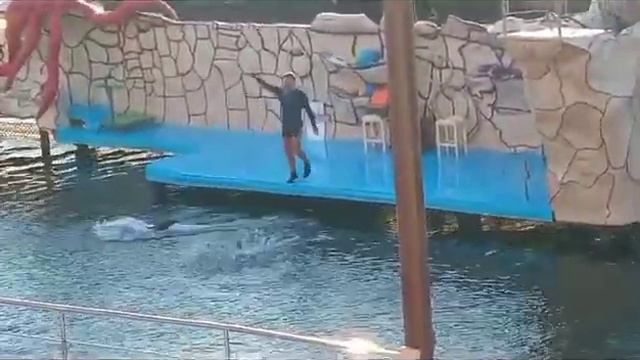 Дельфинарий Анапа Выступают дельфины 🐬🔥❤ смотреть онлайн