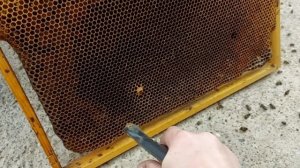 Самый эффективный способ очистки сот от мёртвых пчёл и плесени