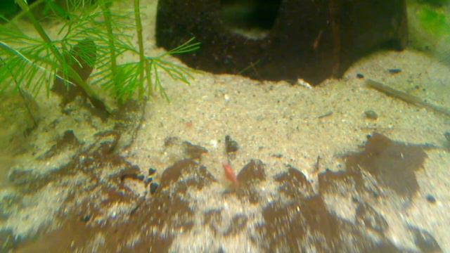 Wirbellose mobben Bunocephalus (3v3) смотреть онлайн