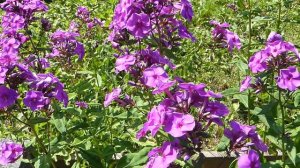 Phlox paniculata ´Amethyst´