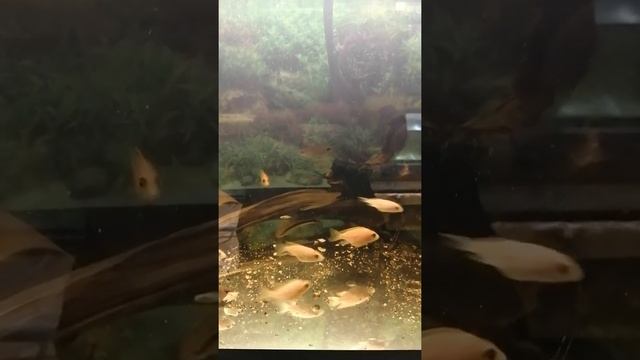 Как называются рыбки#Shorts смотреть онлайн