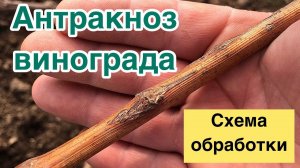 АНТРАКНОЗ ВИНОГРАДА.СХЕМА ОБРАБОТКИ.БОЛЕЗНИ ВИНОГРАДА.