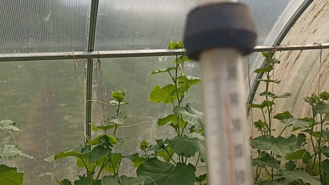 ГИГАНТСКАЯ КЛУБНИКА . ОГОРОД . КЛЕМАТИС .В ГОСТЯХ У МУЖЧИНЫ . В ПОСТЕЛИ С СОБАКОЙ смотреть онлайн