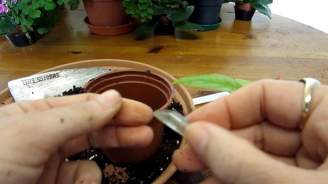 Repotting our Pereskia godseffiana Cactus that we are Growing for Josh смотреть онлайн