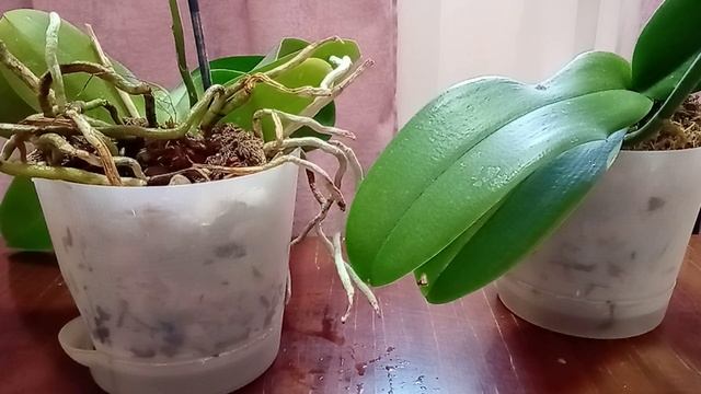 Чем протирать листья орхидеи чтобы они блестели? смотреть онлайн