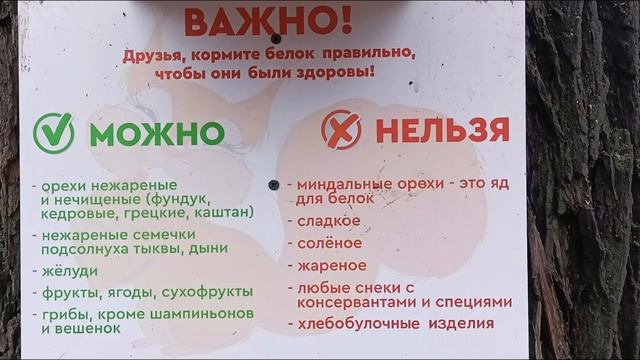 CITY SKETСHES ?️?️??????adventures,ducks, pigeons on the lake, голуби и утки на озере,ПАРК АКСАКОВА смотреть онлайн