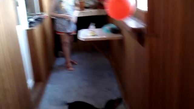Собачий танец.)))))))))) смотреть онлайн