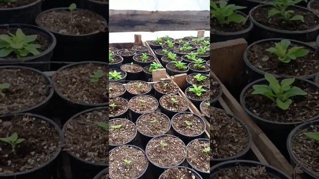 обзор теплицы 16.02.2023 смотреть онлайн