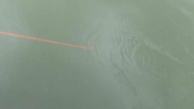 Alligator Gar Fish Archery Hunt! Bucket List CHECK! смотреть онлайн