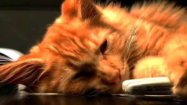 Cat in blender/ Full video cat in blender Twitter #cat #catinblender #twitter #viralvideo #youtube смотреть онлайн
