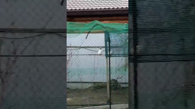 Пакистанские голуби смотреть онлайн