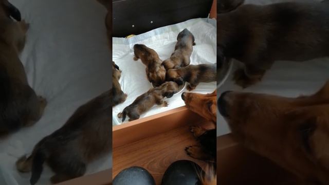 Щенкам длинношерстной таксы 3 недели смотреть онлайн