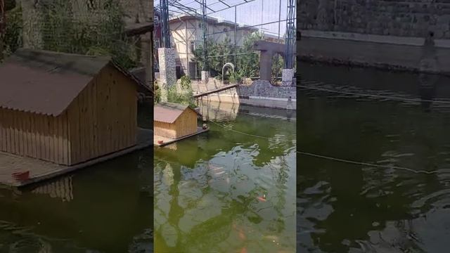 Пруд, карпы Кои. Shik village, дача в паркентском районе, Ташкентская область, Узбекистан смотреть онлайн