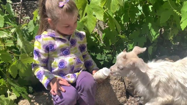 Жизнь в деревне, домашний зоопарк у бабушки - котята, козлята, утята, ёжик, собака. смотреть онлайн