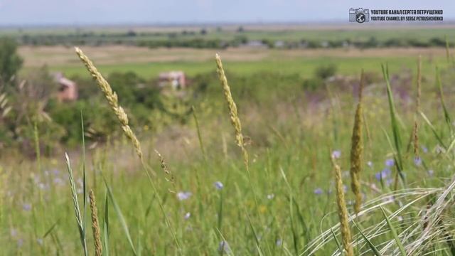 Цветы Донского края. Часть 5. Злаки полей и степей. // Clever Cricket смотреть онлайн