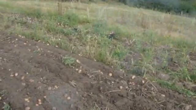 копаем картошку кентавром 2070б.красота. смотреть онлайн