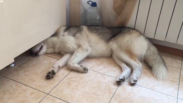 ХАСКИ ГРОМ БЕГАЕТ ВО СНЕ =) смотреть онлайн