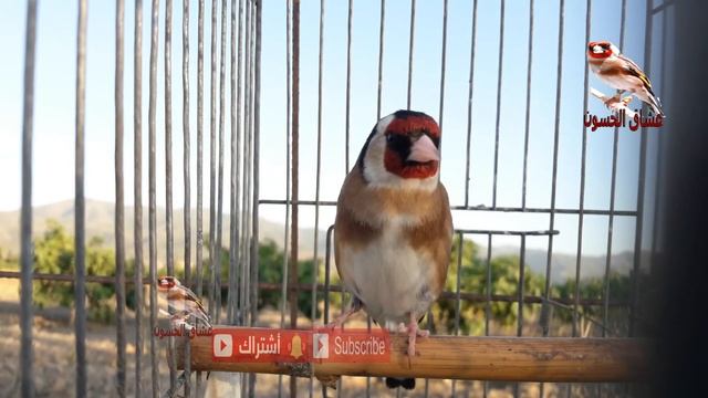 تغريد الحسون الجزائري. افضل مقنين خلوي هذا الموسم смотреть онлайн