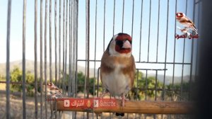 تغريد الحسون الجزائري. افضل مقنين خلوي هذا الموسم