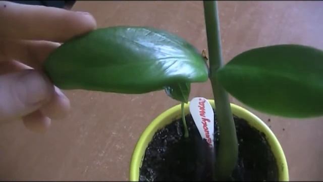 ЗАМИОКУЛЬКАС/Замия/Долларовое дерево!Принесли в дом отросток,узнайте,как ухаживать!Желтеет?Исправлю смотреть онлайн