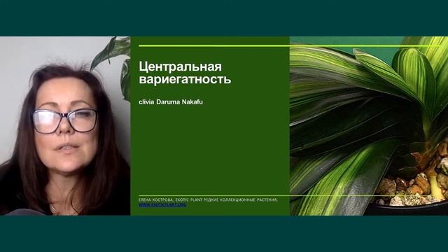 Вариегатность у растений. Уход за пестролистными растениями смотреть онлайн
