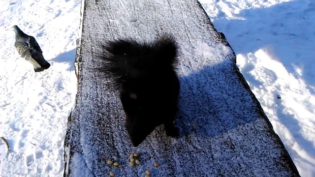Трускавец, Курортный парк, белки-1 смотреть онлайн