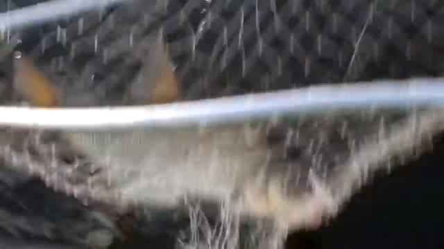 Наша рыбалка близ Кинешмы www.vitalii.ru смотреть онлайн