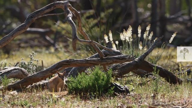 Numbats | Amazing Facts about Kangaroos' Unknown Cousins смотреть онлайн