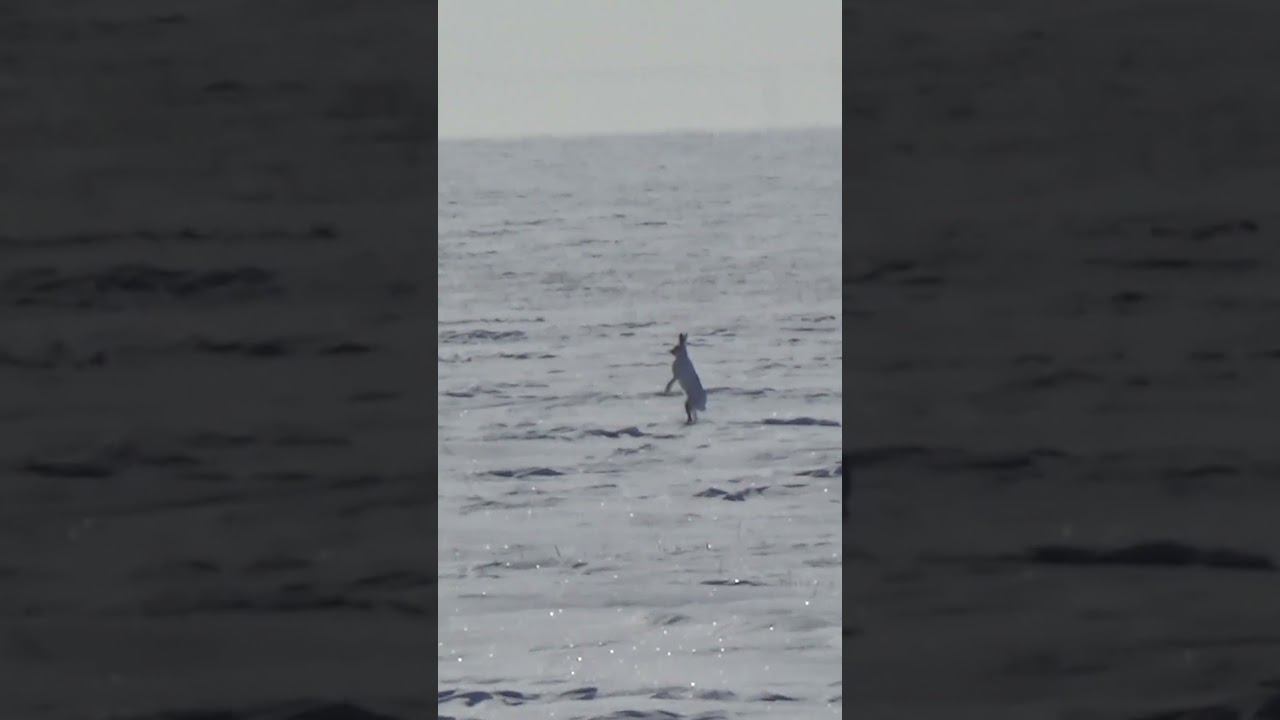 Зайцев как мышей под каждым кустом #охота #охотаназайца смотреть онлайн