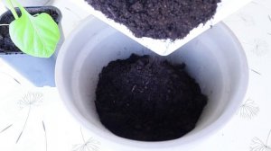 Перец в горшке на подоконнике ? Как вырастить сладкий болгарский, острый или декоративный перец дом