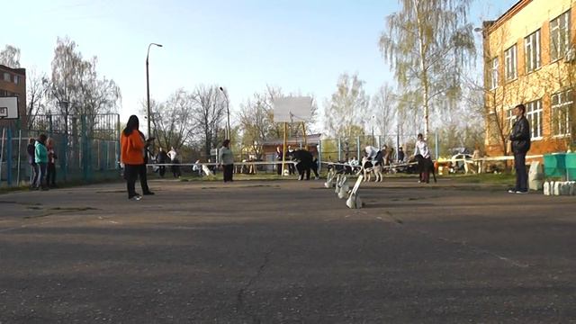 Выставка САО "Кубок Северного Подмосковья-2016" смотреть онлайн