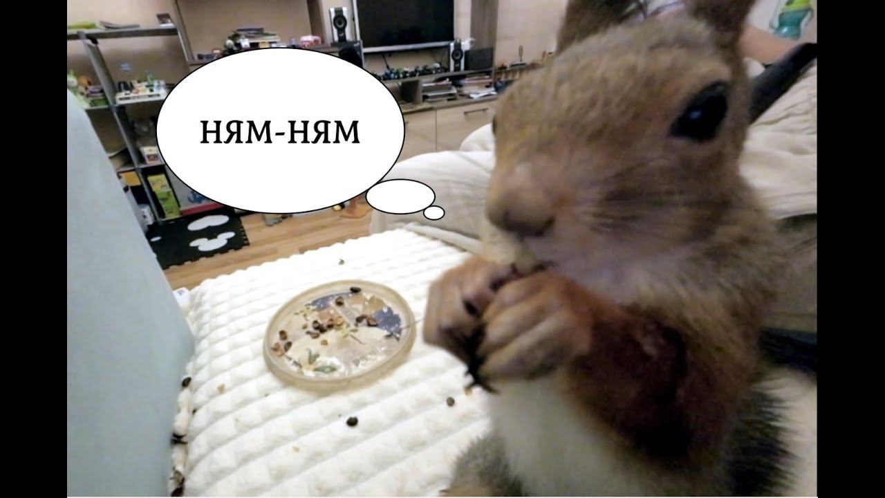 БУДНИ ДОМАШНЕЙ БЕЛКИ. Делает запасы орехов в детских игрушках. Замедленные кадры из жизни БЕЛКИ смотреть онлайн