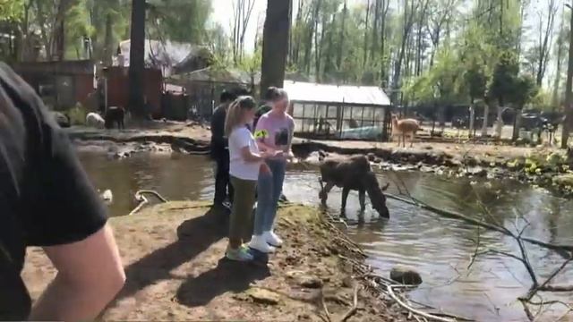 ВЛОГ/ЕДУ В КОНТАКТНЫЙ ЗООПАРК С КЛАССОМ смотреть онлайн