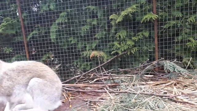 Зосик-заяц-беляк. Весна-апрель 2021, линька-вылезает белый пух, медуница наивкуснейшая. смотреть онлайн