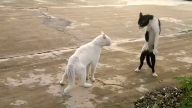 Кошачьи разборки)))