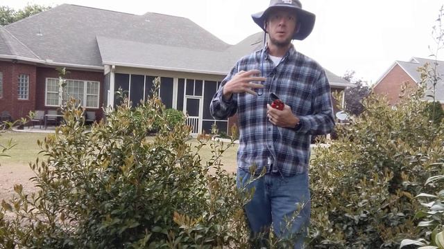 Camellia bush care | How to prune camellia | How to fertilize camellia смотреть онлайн