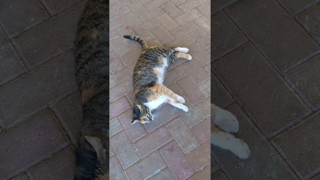 Черепаховая кошка с полосатым хвостом ? Calico cat with striped tail ? смотреть онлайн