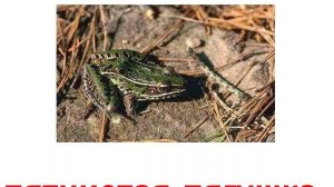 Животные земноводные звук