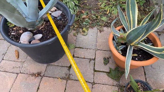 New 15 year old Agave Americana purchase! Zone 6a смотреть онлайн